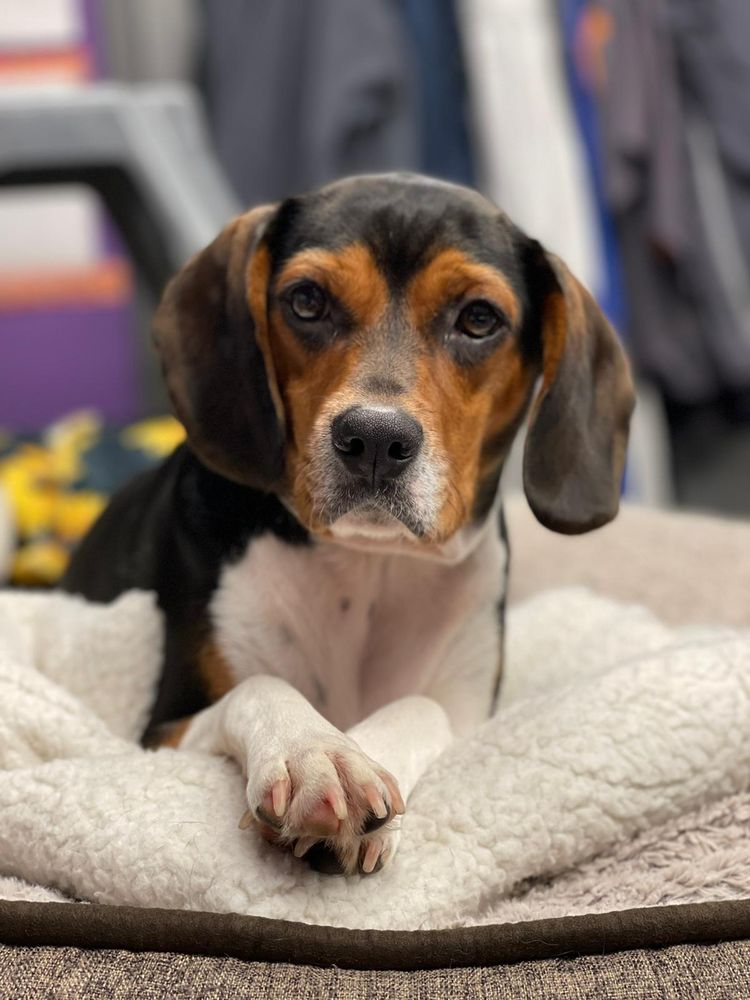 DOGTOPIA Updated September 2024 61 Photos & 13 Reviews 822