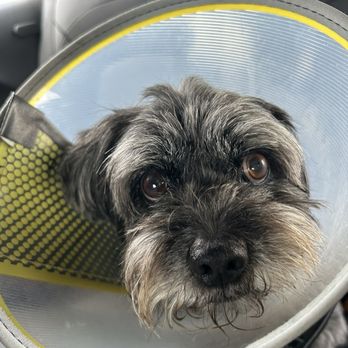 Eye Care for Animals - Tustin - One week after his surgery - Veterinarians Near Me - Tustin, California Eye Care for Animals - Tustin - One week after his surgery - Veterinarians Near Me - Tustin, California