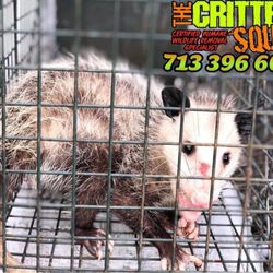 The Critter Squad