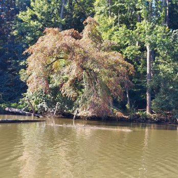 Capital SUP - Annapolis - Paddleboarding Near Me - Annapolis, Maryland