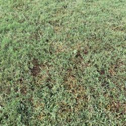 SavATree Northbrook - Notice tire tracks I each photo  The inspection was done by the guys that did the damage