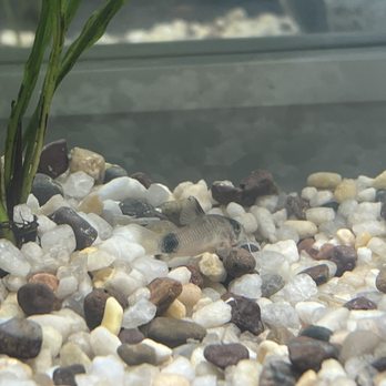 Nova Tropicals - Panda Cory #2 - Local Fish Stores Near Me - Dale City, Virginia
