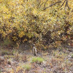 Denali Tundra Wilderness Bus Tour - Ground squirrel posing for photos