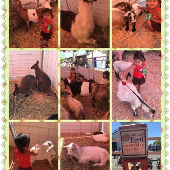 Evergreen State Fair - The Great Petting Zoo - Local Flavor Near Me - Monroe, Washington