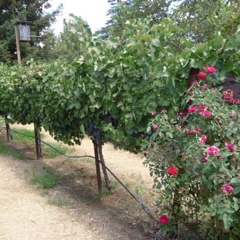 Lodi Wine Visitor Center - Wineries Near Me - Lodi, California Lodi Wine Visitor Center - Wineries Near Me - Lodi, California