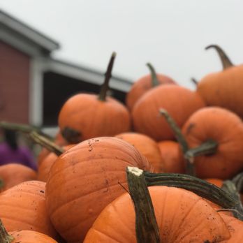 Bob's Corn & Pumpkin Farm - Pumpkin Patches Near Me - Snohomish, Washington Bob's Corn & Pumpkin Farm - Pumpkin Patches Near Me - Snohomish, Washington