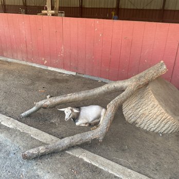 Nova Wild - Animals - Petting Zoos Near Me - Vienna, Virginia