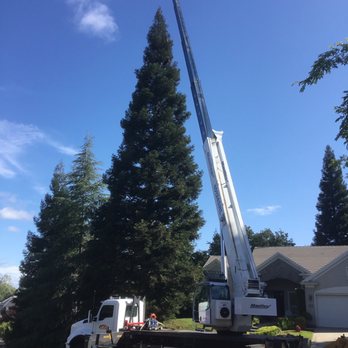 Easy Stumps Tree Services - Tree Services Near Me - Folsom, California Easy Stumps Tree Services - Tree Services Near Me - Folsom, California