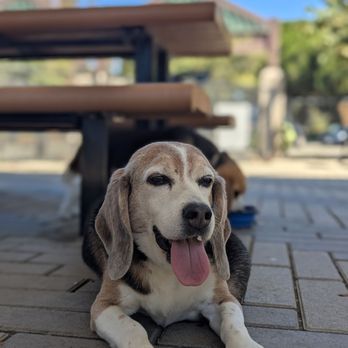 Newbark Dog Park - Dog Parks Near Me - Newark, California Newbark Dog Park - Dog Parks Near Me - Newark, California