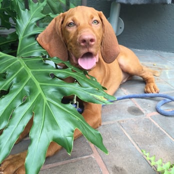 Kimpton Brice Hotel - This little guy loved the patio! His humans loved the complimentary wine and snacks during the wine hour! - Hotels Near Me - Savannah, Georgia