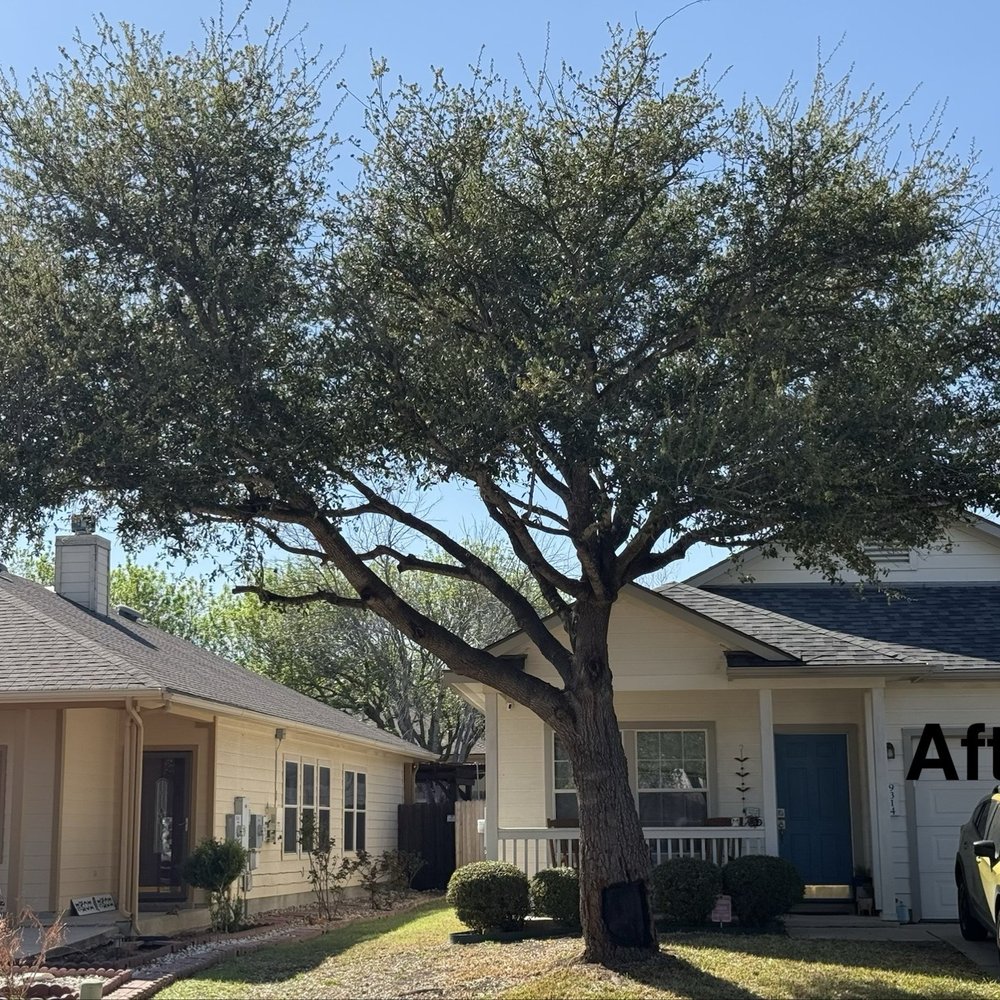 Affordable Arbor Care - After trim - Tree Services Near Me - Austin, Texas Affordable Arbor Care - After trim - Tree Services Near Me - Austin, Texas