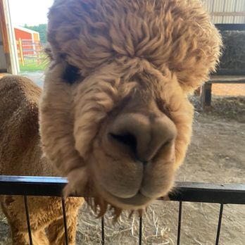 Black Barn Alpacas - Attraction Farms Near Me - Finksburg, Maryland Black Barn Alpacas - Attraction Farms Near Me - Finksburg, Maryland