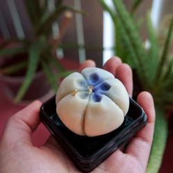 White bean and mochi with walnut and green tea flavour