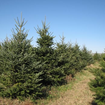 Nature's Best Christmas Trees - Oh my, which one do you choose? - Christmas Trees Near Me - Poplar Grove, Illinois Nature's Best Christmas Trees - Oh my, which one do you choose? - Christmas Trees Near Me - Poplar Grove, Illinois