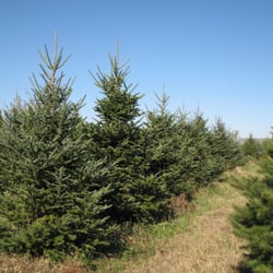 Nature's Best Christmas Trees - Oh my, which one do you choose?