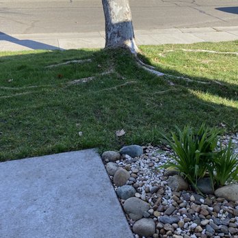FB Tree Services - Tree in front yard with many exposed roots causing damage to concrete and grass. - Tree Services Near Me - North Highlands, California FB Tree Services - Tree in front yard with many exposed roots causing damage to concrete and grass. - Tree Services Near Me - North Highlands, California