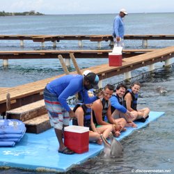 Discover Roatan Excursions & Tours - Dolphin Encounter Excursion at Anthony's Key - Roatan, Honduras