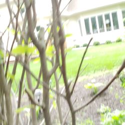 Home Landscape Materials - Yellowed leaves, half dead tree. Its the end of May 2022 where are the Leaves?
