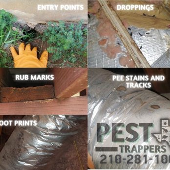 Pest Trappers - Signs you have a rodent problem. - Pest Control Near Me