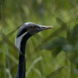 International Crane Foundation