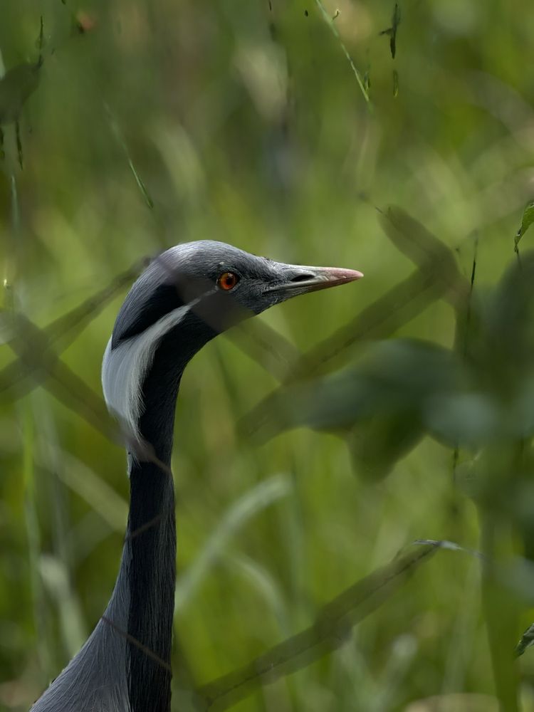 International Crane Foundation Logo