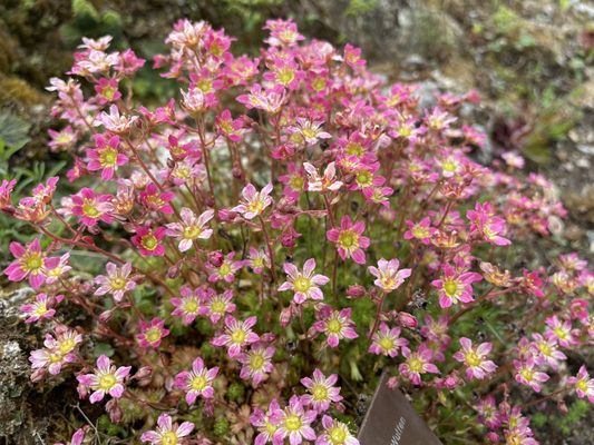 Conservatoire et Jardin botaniques de Genève by null