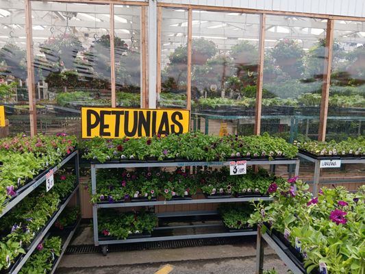 Carpinito Brothers by null