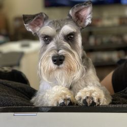 Your Elegant Pet Giftly Beautiful Gift Card Alternative