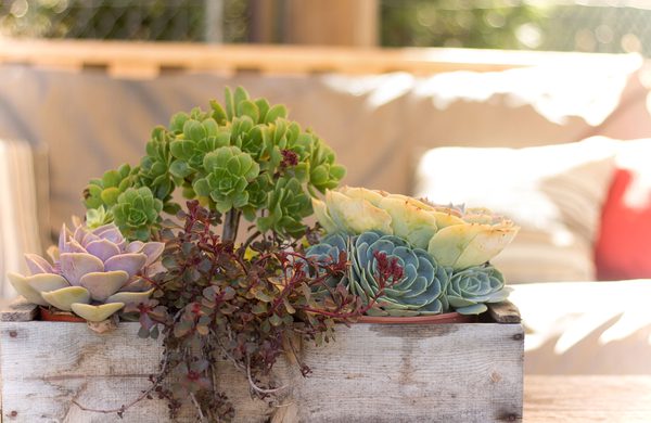 Sweet Springs Family Farm by null