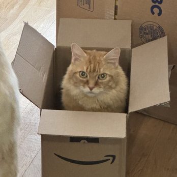 Paws at Peace At Home Pet Euthanasia - Veterinarians Near Me