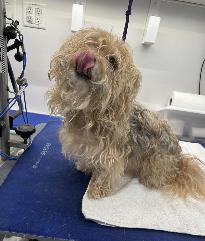 TIA SIMONIA’S MOBILE GROOMING Updated October 2024 Boynton Beach