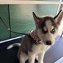 The Dog Father Grooming