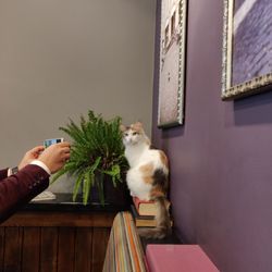 Caffé Nero