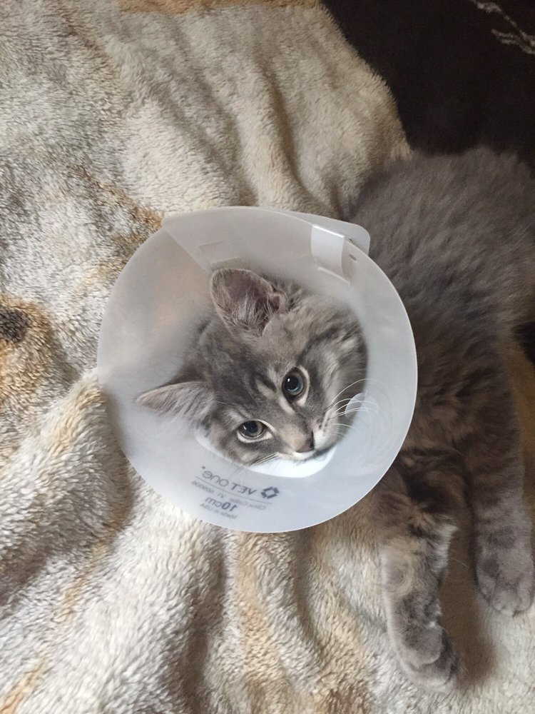 Best friends Animal Society Spay & Neuter Clinic Image