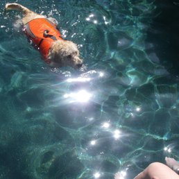 Daisy our 100lb Labradoodle won't get out of the pool. Daisy our 100lb Labradoodle won't get out of the pool.