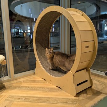 Cat Cafe Moff - Themed Cafes Near Me - Honolulu, Hawaii