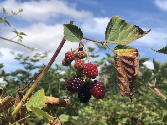 Smith Berry Barn by null