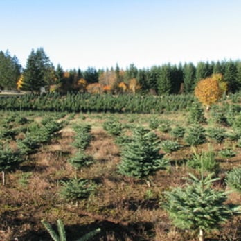 Snowline Tree Farm - Home & Garden Near Me - Molalla, Oregon Snowline Tree Farm - Home & Garden Near Me - Molalla, Oregon