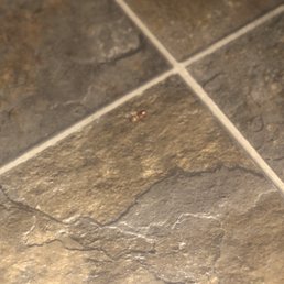Cockroach Cockroach