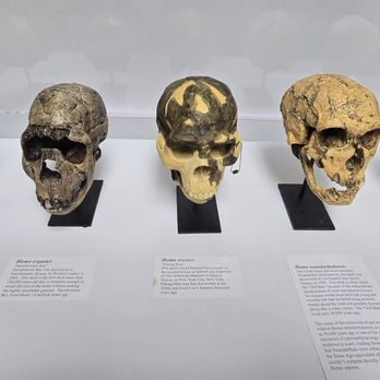 Dinosaur Museum - Skulls - Museums Near Me - Branson, Missouri