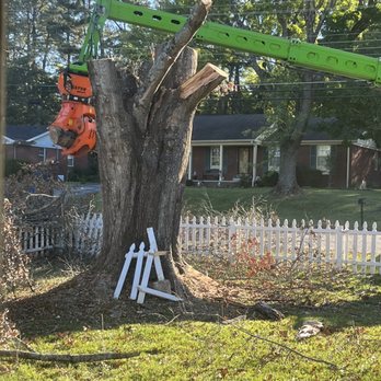 Phinnessee Tree - All Done - Tree Services Near Me