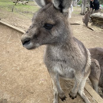 Bonarong Wildlife Sanctuary - Roo - Zoos Near Me - Brighton, TAS