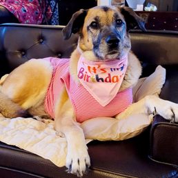 Just 2 years ago, not a single sign of alopecia or weak hind legs, my baby celebrating her birthday.