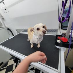 Clippity Snip-Pets Gift Greeting Cards Email, Text or Print