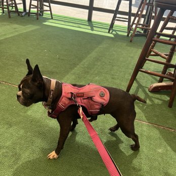 High Dive Bar And Grill - Dog friendly patio. - American Near Me - San Diego, California High Dive Bar And Grill - Dog friendly patio. - American Near Me - San Diego, California