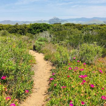 Los Osos Oaks State Reserve - Sunny wildflower area - Hiking Near Me - Los Osos, California Los Osos Oaks State Reserve - Sunny wildflower area - Hiking Near Me - Los Osos, California