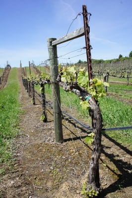 BobDog Wines by null