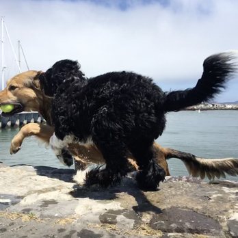 My Pets Excellent Adventure - Pet Training Near Me My Pets Excellent Adventure - Pet Training Near Me