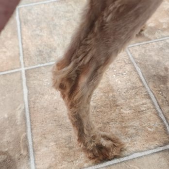 Grateful Dogs  - Huge tufts of hair left on her inside legs in patches, unevenly shaved. - Pet Groomers Near Me - Wayne, New Jersey