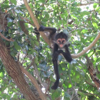 Jardín Botánico Dr. Alfredo Barrera Marín - I saw lots of monkeys, this baby one got fairly close. If you want see them you need to be there early or late in the day. - Botanical Gardens Near Me - Puerto Morelos, ROO Jardín Botánico Dr. Alfredo Barrera Marín - I saw lots of monkeys, this baby one got fairly close. If you want see them you need to be there early or late in the day. - Botanical Gardens Near Me - Puerto Morelos, ROO